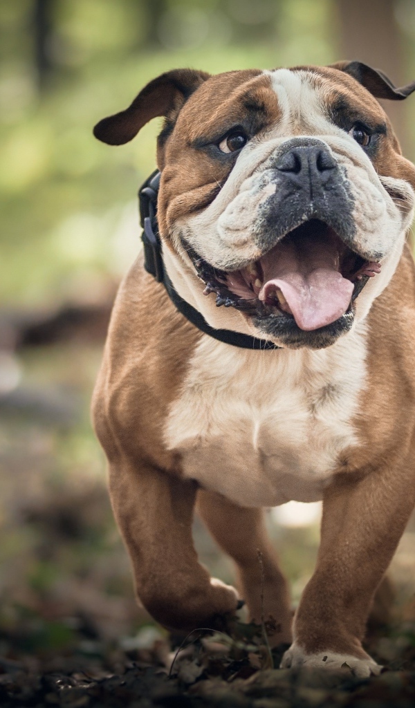 Английский бульдог бежит по лесу