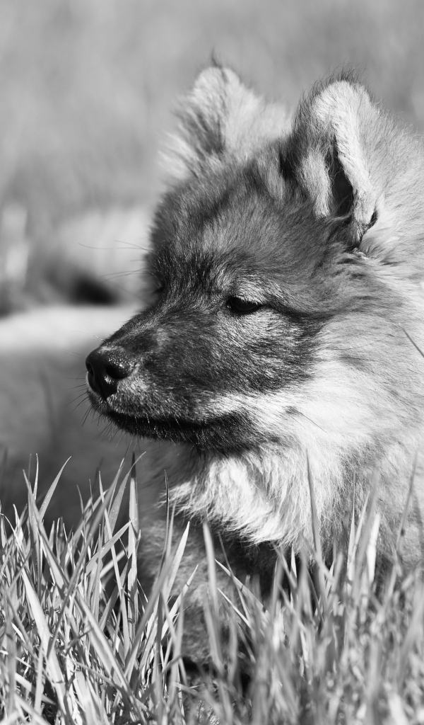 Щенок евразийской овчарки лежит в траве