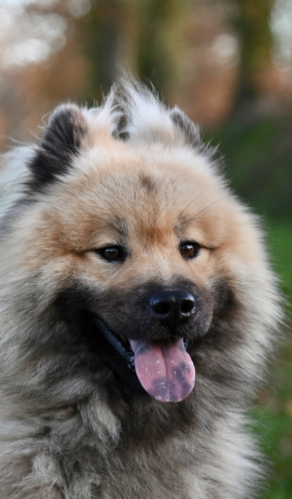 Евразийский щенок с высунутым языком