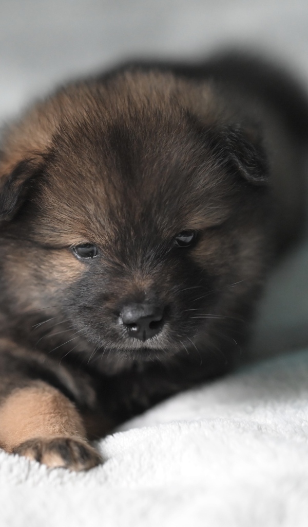 Щенок евразиер лежит на белой кровати