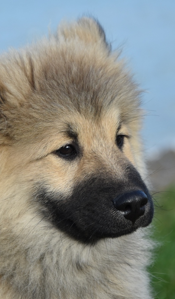 Щенок евразиер на зеленой траве