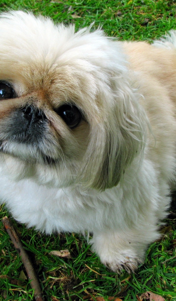 Пушистый пекинес сидит на зеленой траве