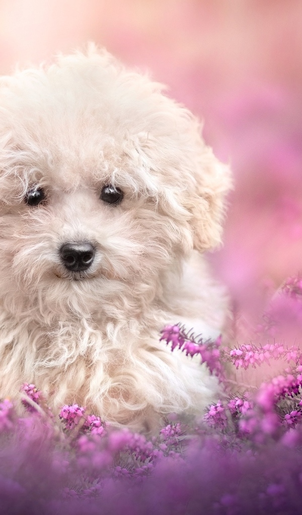 Пушистый белый пес в розовых цветах