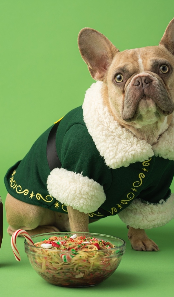 Пес французский бульдог с едой на зеленом фоне