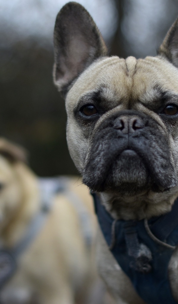 Французский бульдог в шлейке крупным планом