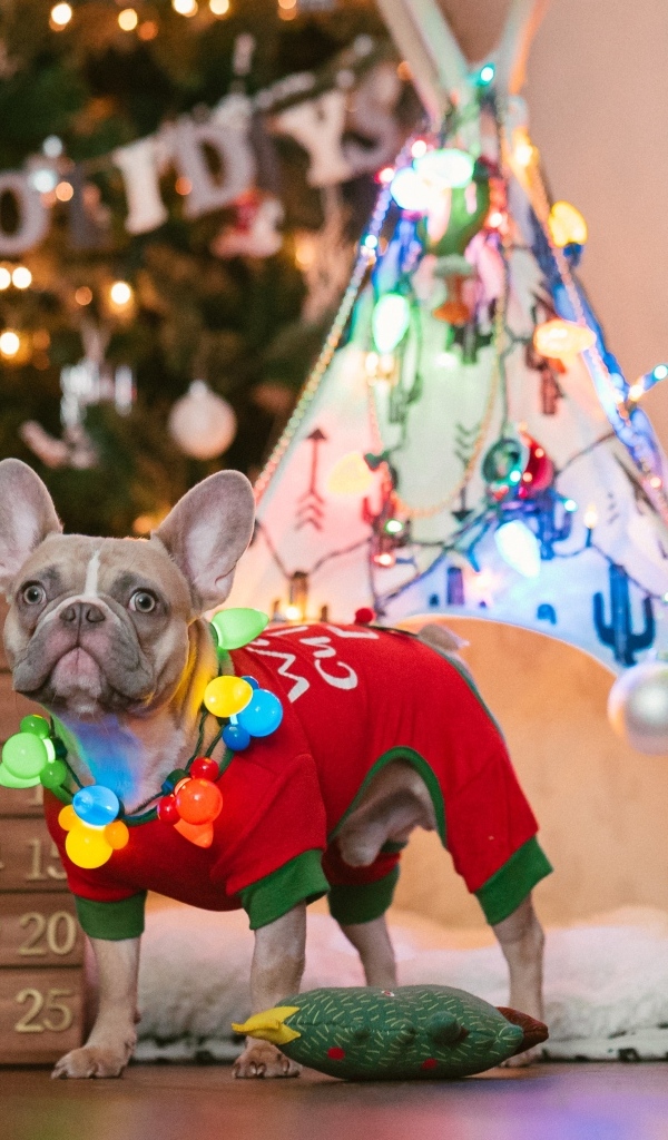 Французский бульдог с декором на Рождество