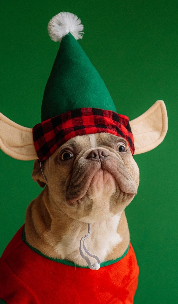 Смешной французский бульдог в костюме на зеленом фоне