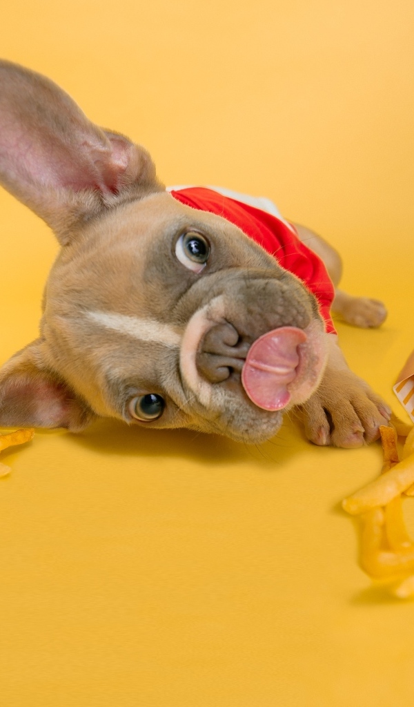 Смешной щенок французского бульдога с картофелем фри 