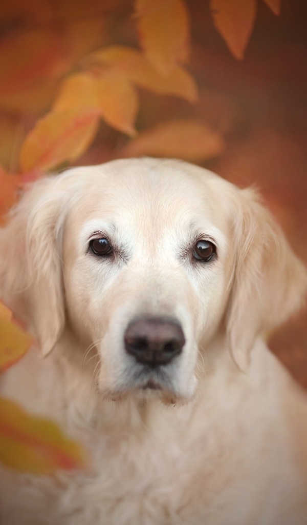 Золотистый ретривер прячется в желтых листьях