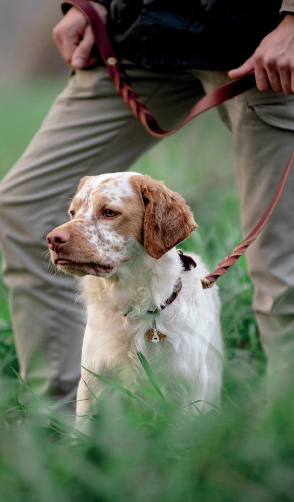 Охотничья собака с хозяином в траве