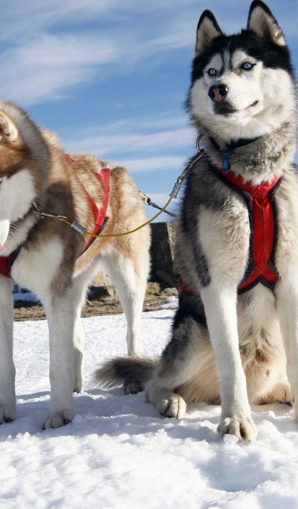Хаски в упряжке на снегу