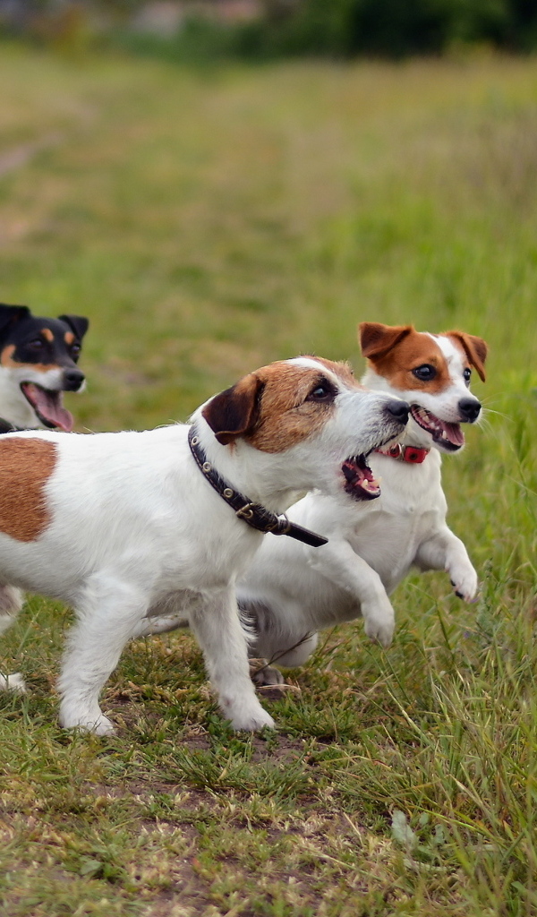 Собаки породы джек рассел терьер играют с мячом