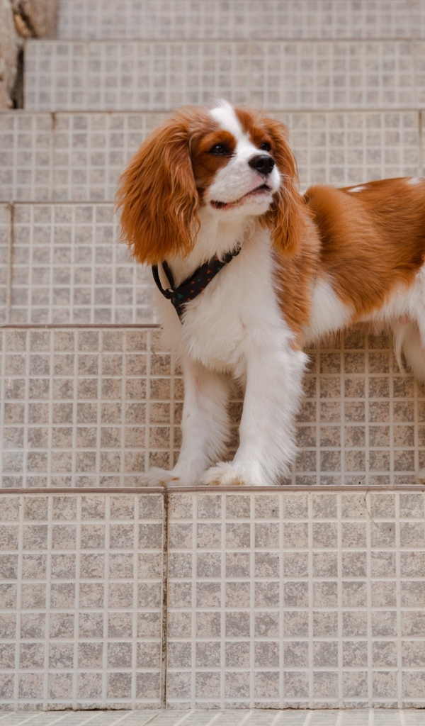 Кинг-чарльз-спаниель стоит на ступеньках