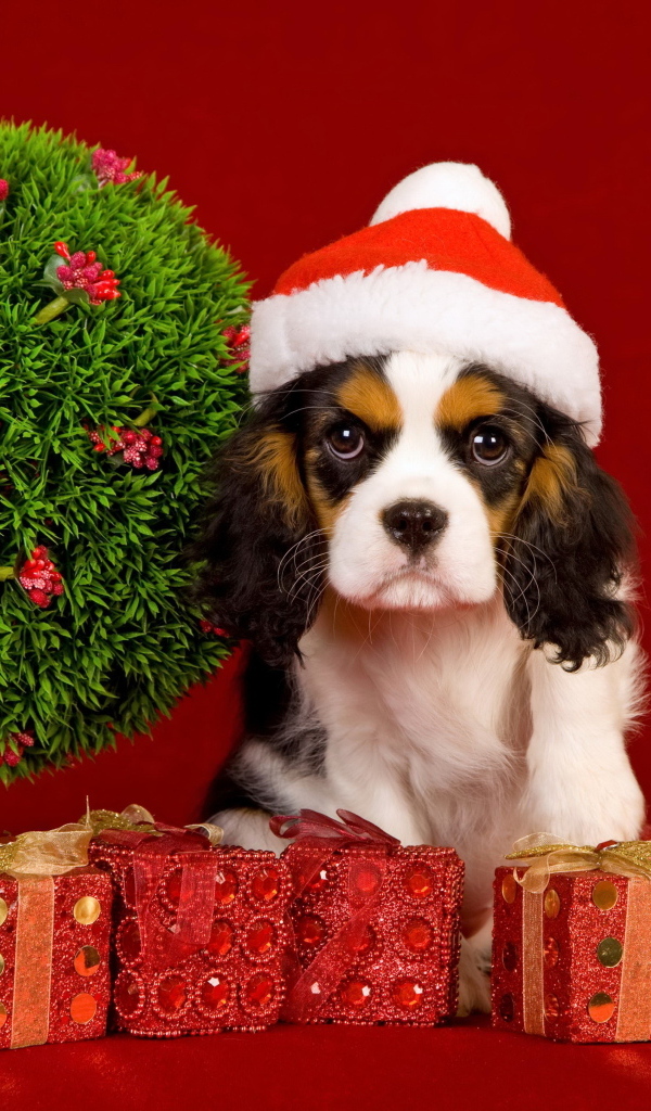Кинг чарльз спаниель с подарками на Рождество