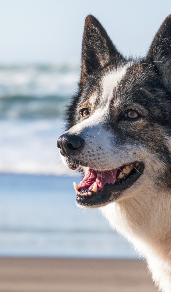 Лайка с открытой пастью на берегу моря