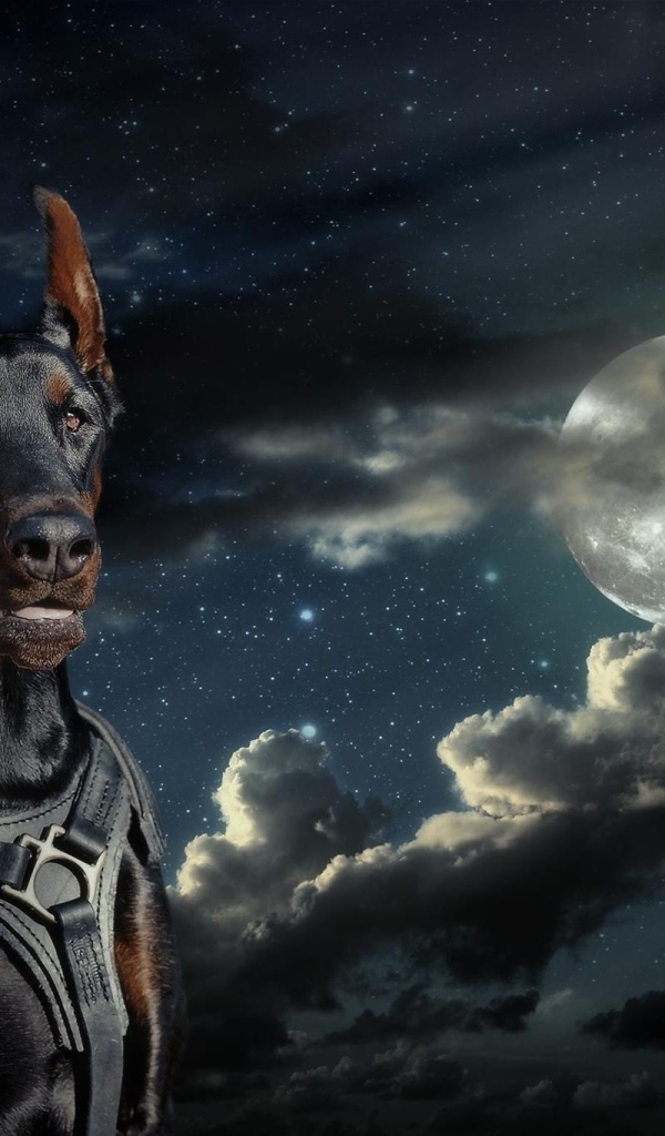 Большой доберман на фоне луны 