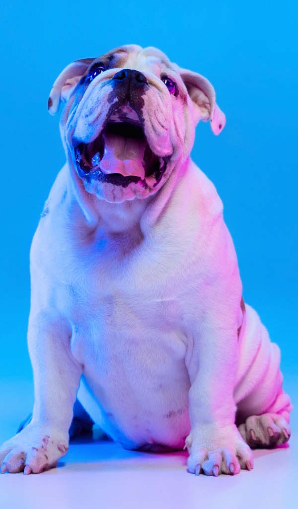 Большой английский бульдог на голубом фоне