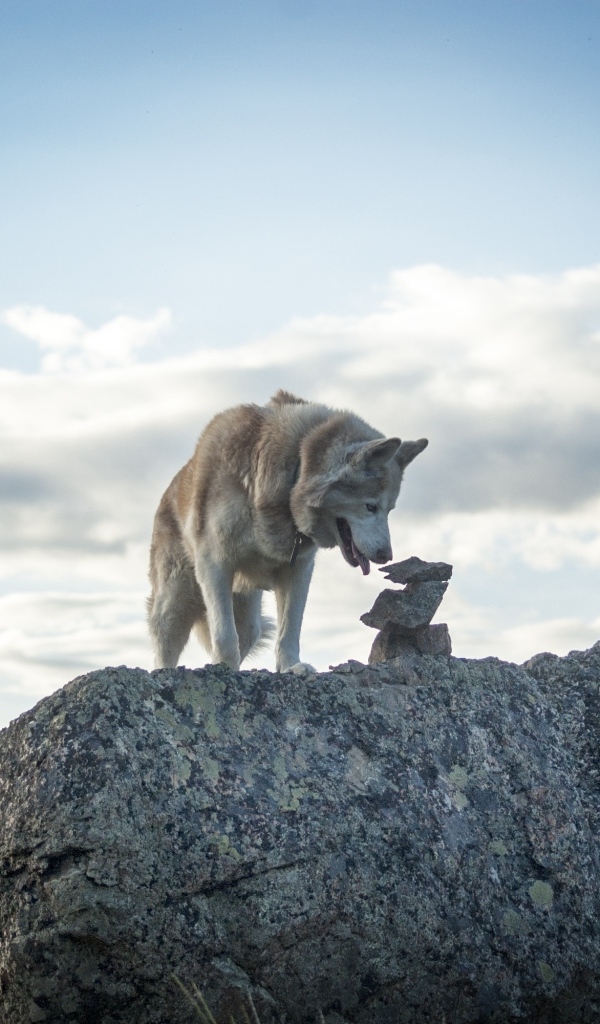 Большой сибирский хаски стоит на камне на фоне неба