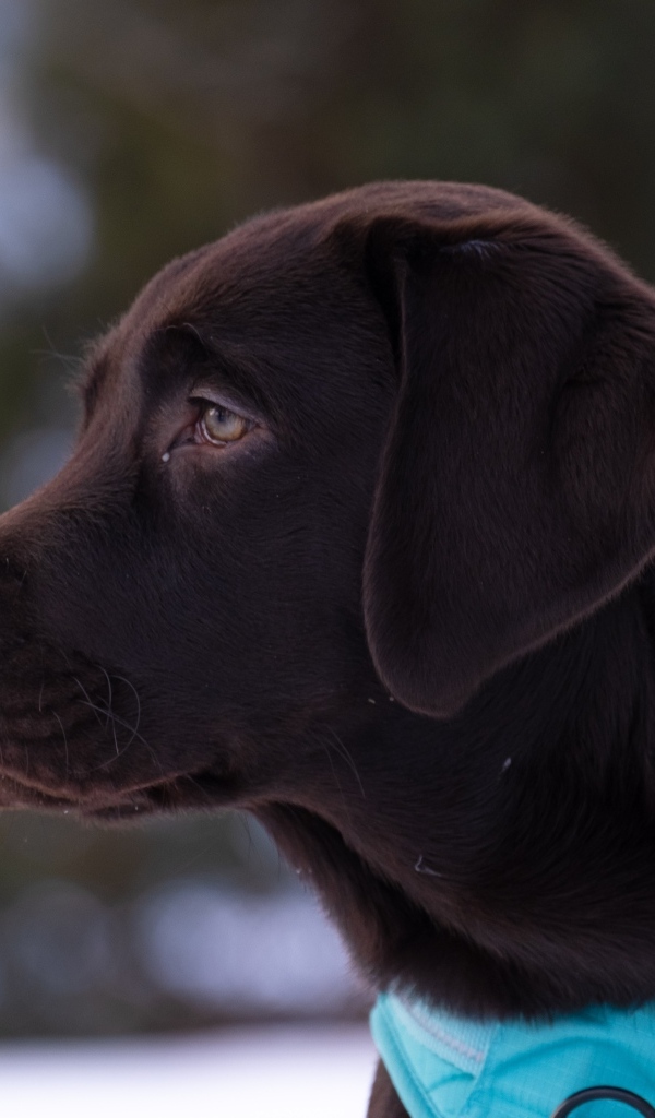 Большой коричневый лабрадор в голубом ошейнике