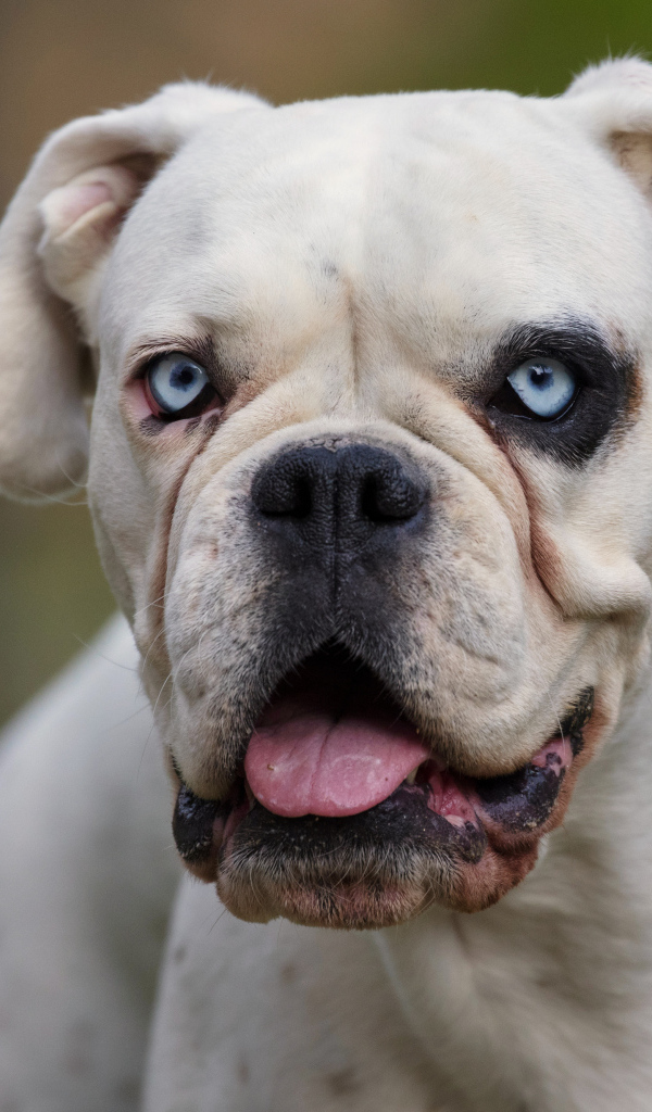 Большой белый немецкий боксер с голубыми глазами