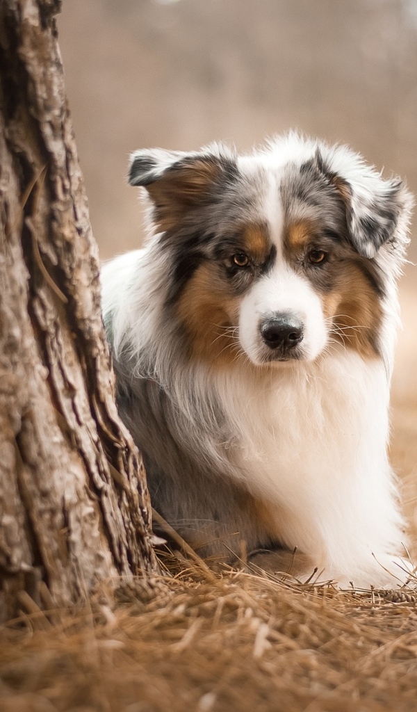 Маленькая австралийская овчарка у дерева в парке