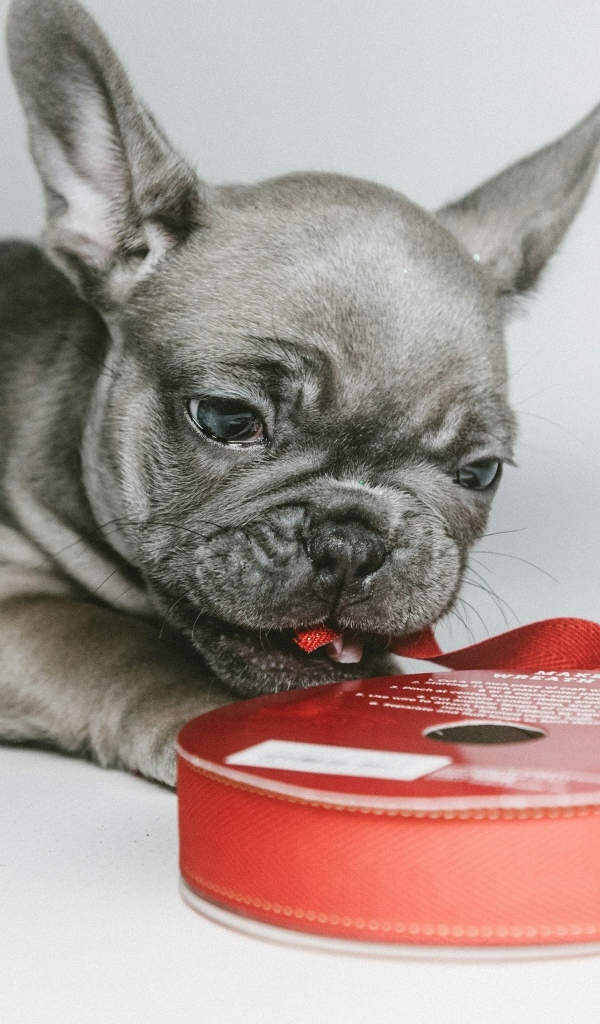Маленький французский бульдог грызет ленту