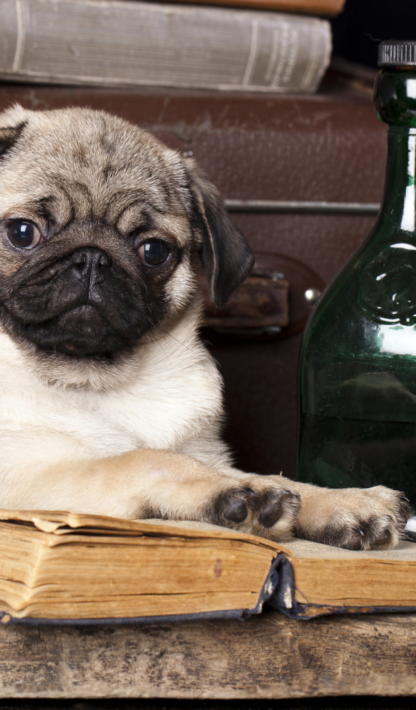Маленький мопс с книгой и бутылками