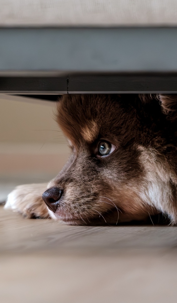 Маленький щенок прячется под кроватью