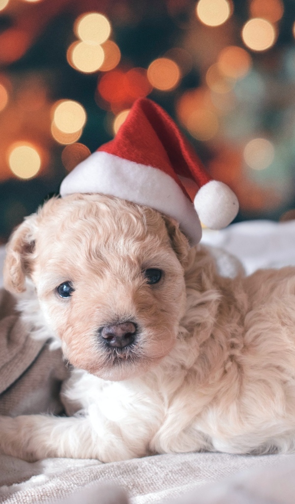 Маленький щенок в шапке Санта Клауса лежит на кровати 