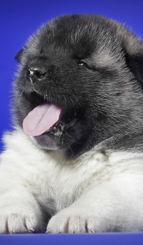 Маленький щенок с розовым языком зевает