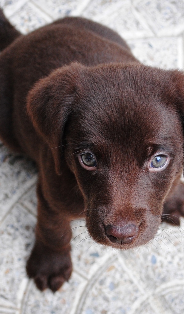 Маленький грустный щенок лабрадора сидит на полу