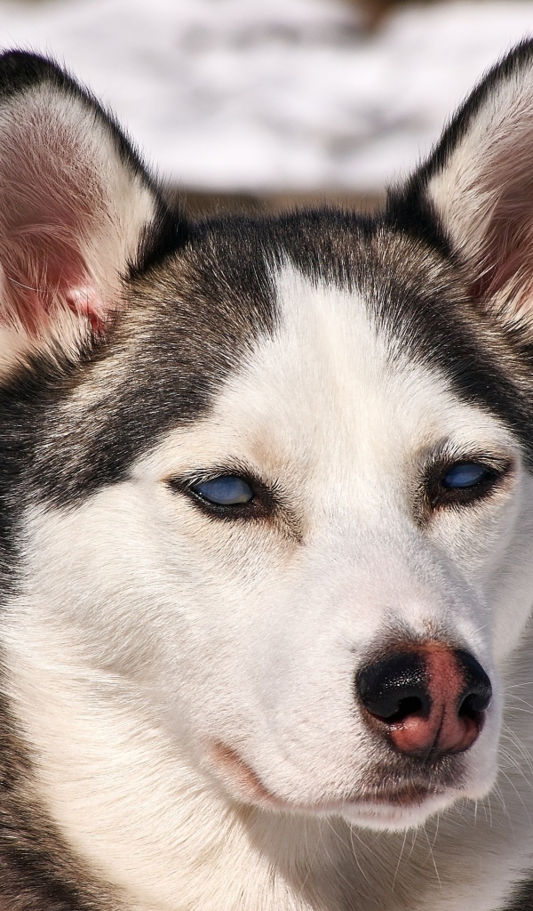 Морда голубоглазой хаски крупным планом