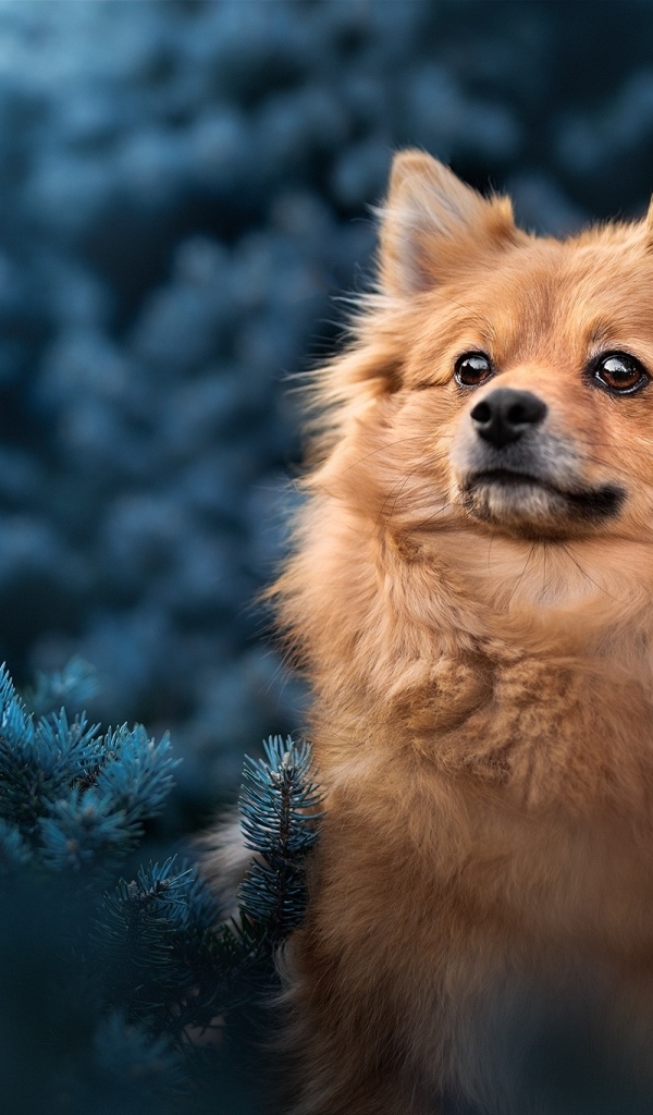 Померанский шпиц сидит в еловых ветках