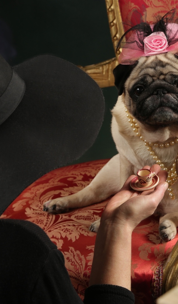 Мопс в костюме сидит в кресле