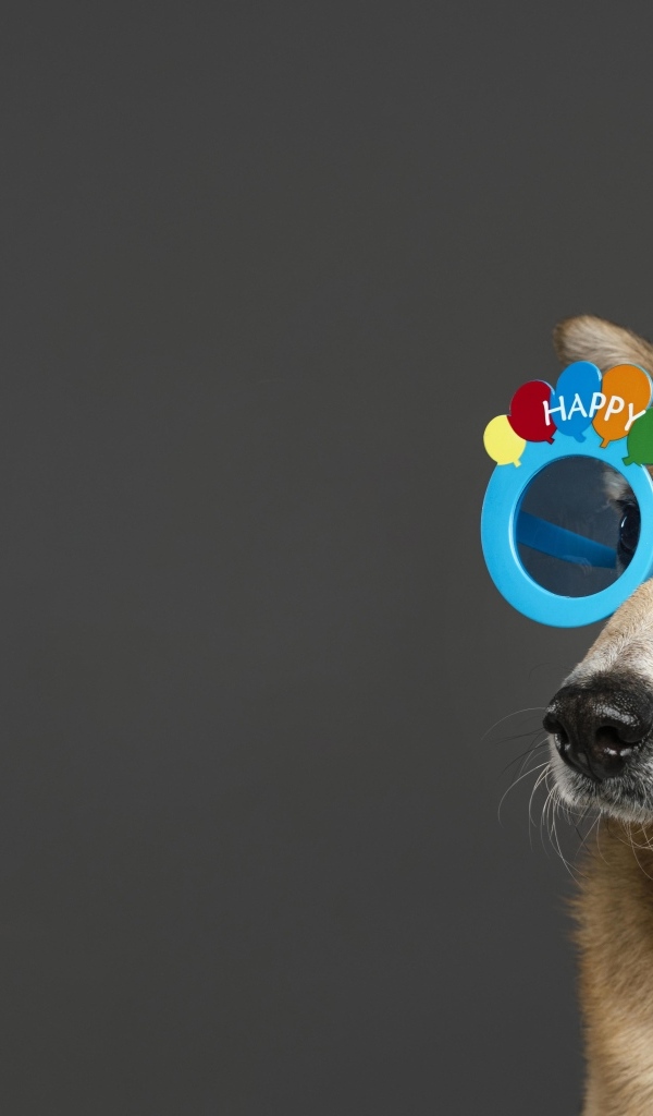 Рыжая собака в голубых очках на сером фоне