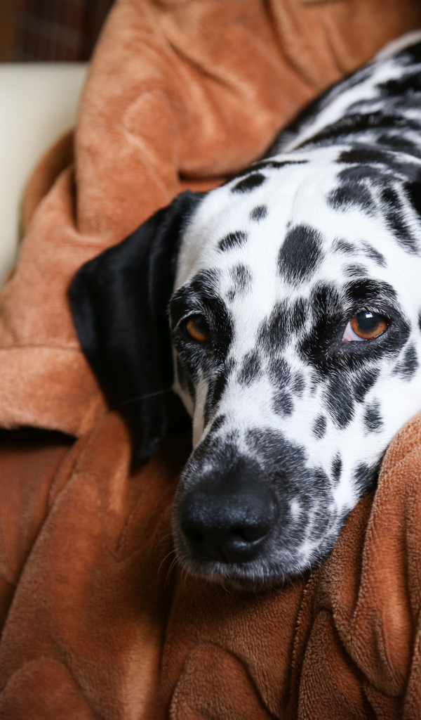 Грустный далматин лежит в кресле