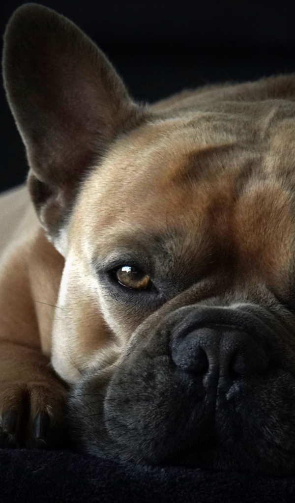 Грустный французский бульдог на черном фоне