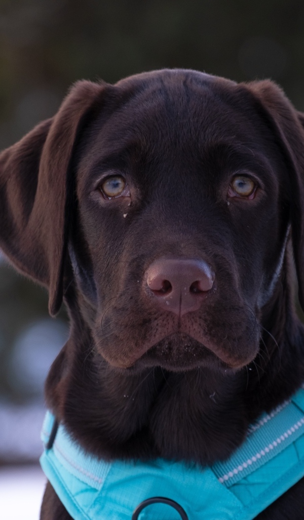 Грустный лабрадор зимой