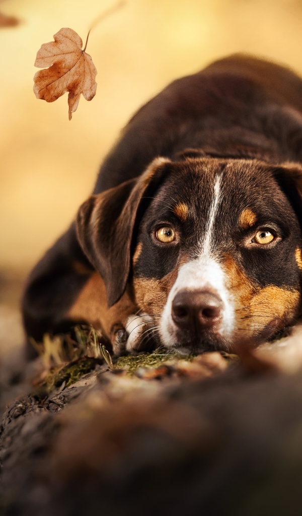 Грустная собака лежит на земле в парке