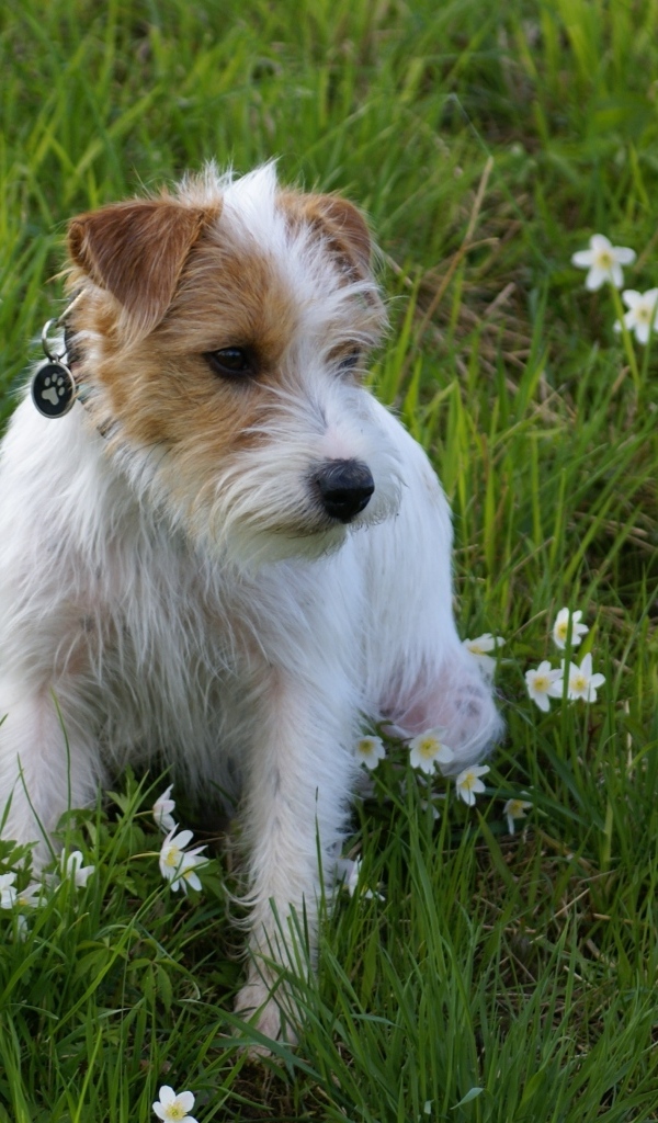 Грустный пес сидит в зеленой траве с зелеными цветами