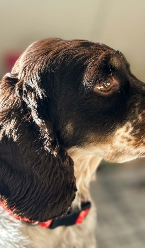 Грустные глаза у домашнего спаниеля