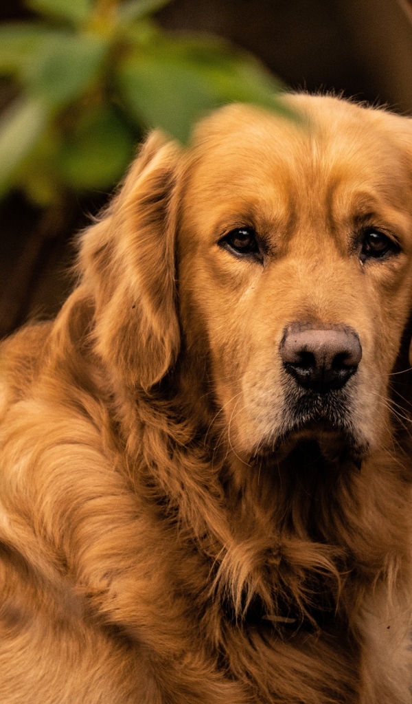 Грустный золотистый ретривер в зеленых листьях