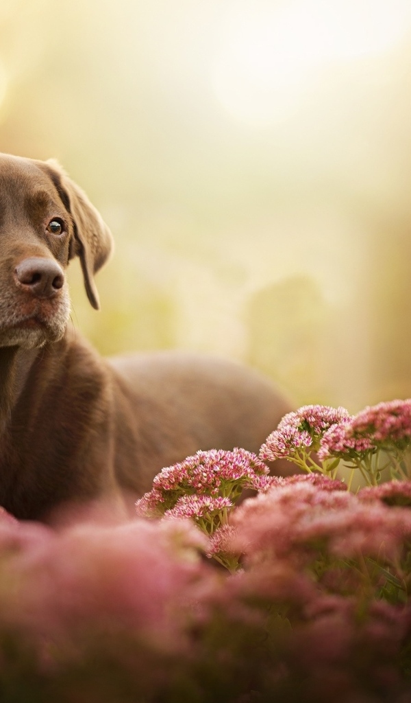 Грустный лабрадор в розовых цветах 