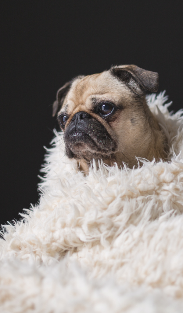 Грустный мопс укутан в белое меховое покрывало 