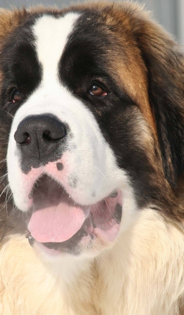 Собака породы сенбернар с высунутым языком