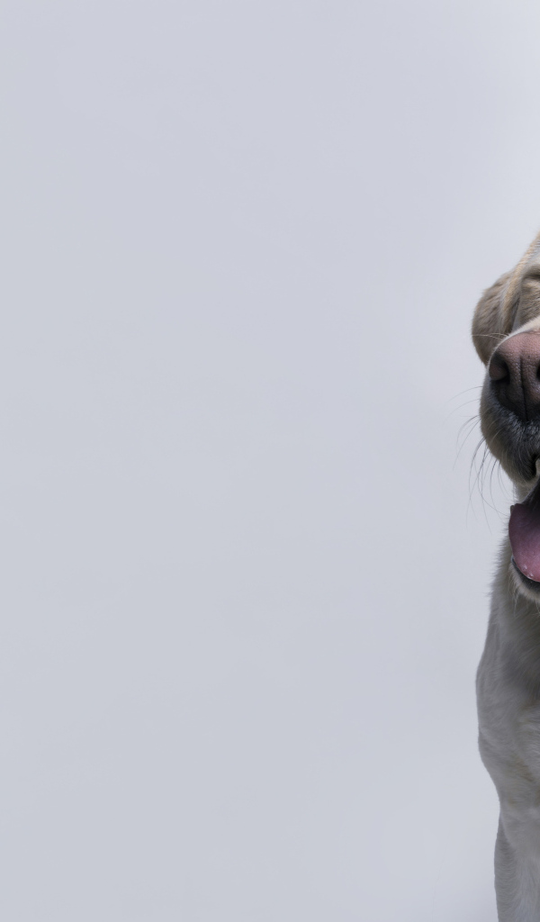 Довольный золотистый ретривер с закрытыми глазами на сером фоне