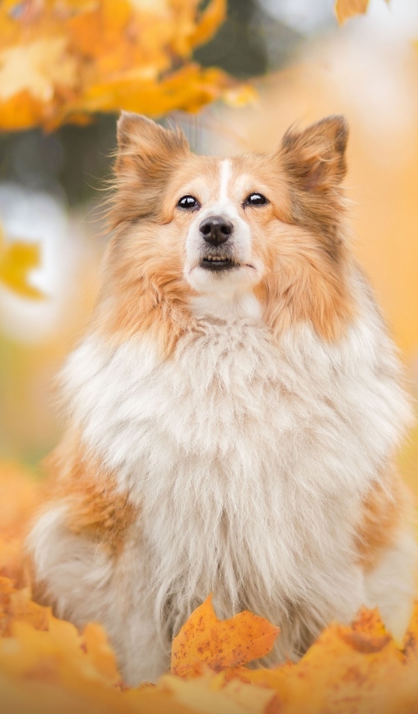 Шотландская овчарка сидит в осенних листьях