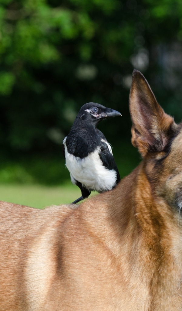 Овчарка с сорокой на спине