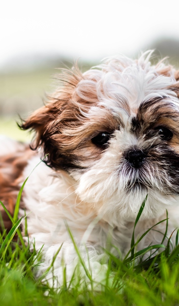 Собака породы ши-тцу лежит на зеленой траве