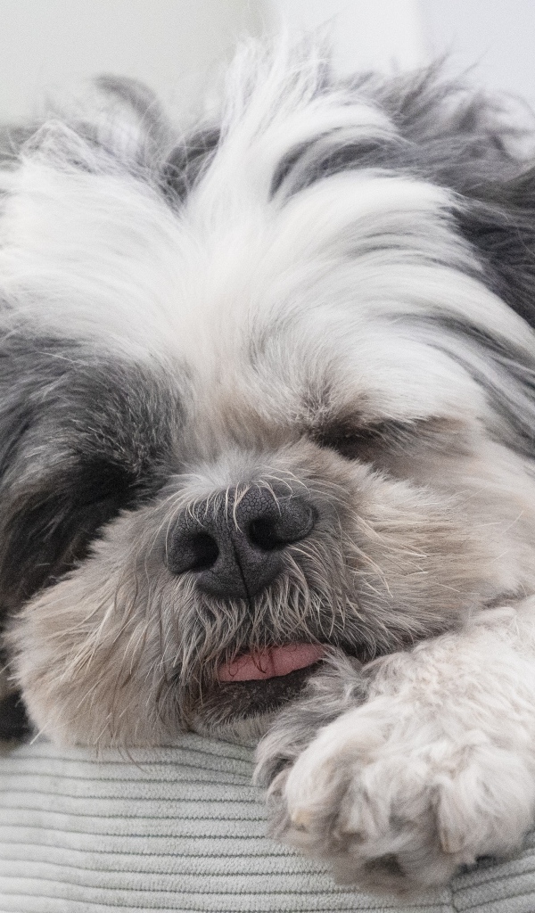 Собака породы ши-тцу спит на лежанке